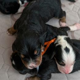 Boy 2 - Black and white male Bernedoodle puppy in Travelers Rest, South Carolina from Bernedoodle.do
