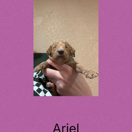 AKC Standard poodle Ariel - Apricot female Poodle puppy in Harrisburg, Arkansas from Ransone’s Ridge Runners Poodles and Doodles