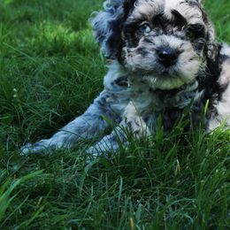 Collie, Goldendoodle, Havapoo, and Labradoodle Puppies from Oregon Valley Pups