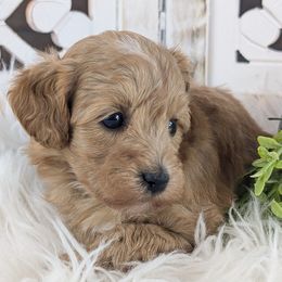 Male Puppy 1 - Apricot male Havapoo puppy in Burlington, Iowa from River View Puppies