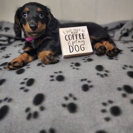 Dachshund Puppies from Mighty Paws Manor