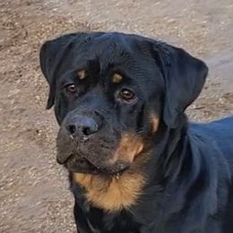 Adie - Rottweiler
