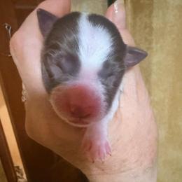Chocolate and White Female. - Chocolate female Border Collie puppy in Lebanon, Oregon from Cahill’s Canines