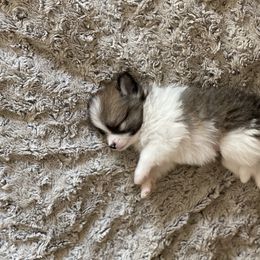 Pomeranian Puppies from Stardust Poms