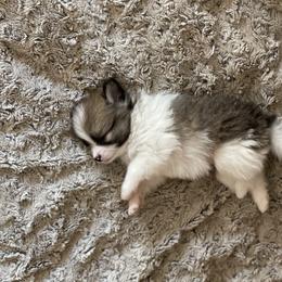 Pomeranian Puppies from Stardust Poms