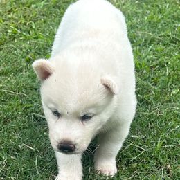 Lakita - White female Siberian Husky puppy in Summerville, South Carolina from Carolina Husky Lodge