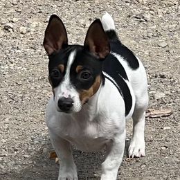 Murray - Teddy Roosevelt Terrier
