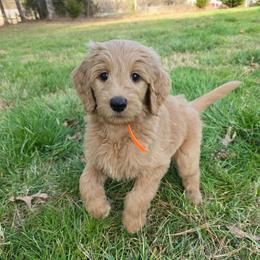Alex - Cream male Goldendoodle puppy in Georgetown, Tennessee from Georgetown Designer & Purebred Puppies