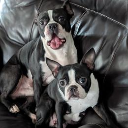 Boston Terrier puppies from Boston's Boston Terriers AKC