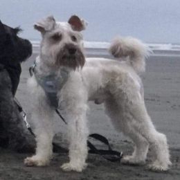 Macho or Chase - Miniature Schnauzer