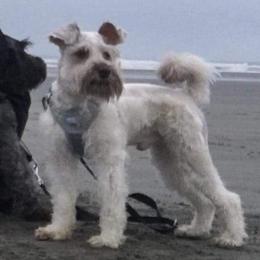 Macho or Chase - Miniature Schnauzer