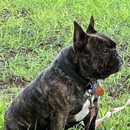 Bowzer - French Bulldog