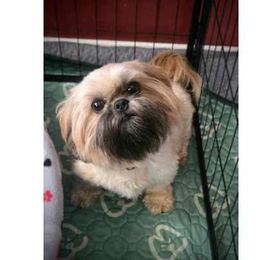 Zita - Gold female Shih Tzu puppy in Waynesboro, Pennsylvania from Big Win Shih Tzus
