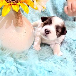 Denver - Parti male Miniature Schnauzer puppy in Muskogee, Oklahoma from A&W Miniature Schnauzers