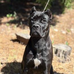 Invidia - Cane Corso