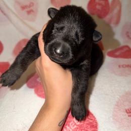 Juno - No Collar - Bi-color male German Shepherd puppy in Davenport, Florida from Pray Love Shepherd Kennels