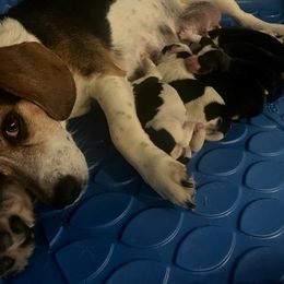 Beagle Puppies from sarah light