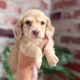 Thibodeaux - Dapple male Dachshund puppy in Baton Rouge, Louisiana from Bayou d’ Elara Dachshunds