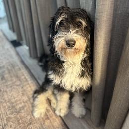 Piper - Bernedoodle