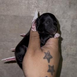 Sizzle - Black and tan female Pomeranian puppy in Wagoner, Oklahoma from Cascade Pomeranians
