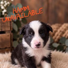Hamm - Black male Border Collie puppy in Sanger, California from Flying M Cactus Ranch Buddies