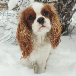 Ella - Cavalier King Charles Spaniel