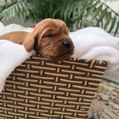 Red boy - Chestnut male Irish Setter puppy in West Haven, Utah from McClellan Setters