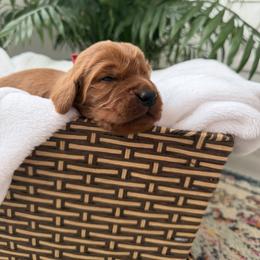 Red boy - Chestnut male Irish Setter puppy in West Haven, Utah from McClellan Setters