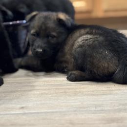 German Shepherd Puppies from Will
