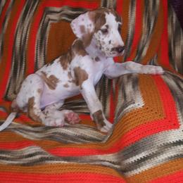 Great Dane Puppies from Monarch Danes