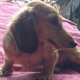 Lady - Dachshund