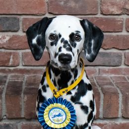 Dalmatians from Chalet Dalmatians