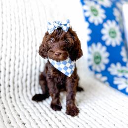 Elowen - Chocolate female Goldendoodle puppy in Springville, Utah from Happy Doodle