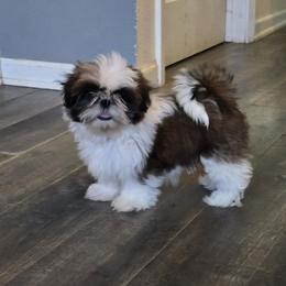 Shih Tzu Puppies from Southern Class Shih Tzu