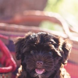 Havanese Puppies from HavaDoggie