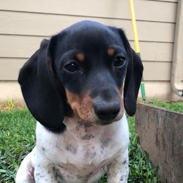 Dachshunds from Hill Country Dachshunds