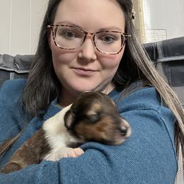 Collie Puppies from Jolly Collies
