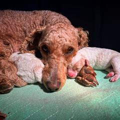Poodle Puppies from Reuter Clan Poodles