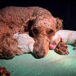Poodle Puppies from Reuter Clan Poodles