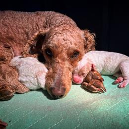 Poodle Puppies from Reuter Clan Poodles
