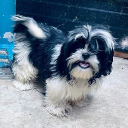 SB Sassy - Black and white female Shih Tzu puppy in Elgin, South Carolina from Silver Bells Paw Prints