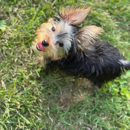 Prince. - Black and tan male Yorkshire Terrier puppy in Winston Salem, North Carolina from Pawfectly Tailored Yorkie's
