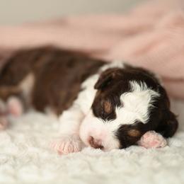 Glory - Red tri-color female Aussiedoodle puppy in Lincoln, California from Frenchie LOVE and Doodles