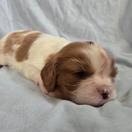 Obi-Wan - Blenheim male Cavalier King Charles Spaniel puppy in Wardville, Oklahoma from Lily of the Valley Cavaliers