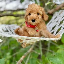 Red - Red  male Goldendoodle puppy in Hesperia, Michigan from Red Acres Poodles & Doodles
