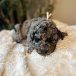Wild - White and blue merle male Bordoodle puppy in Valley Center, California from Circle R Valley Bordoodls