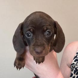 Justice - Chocolate and tan female Dachshund puppy in Surprise, Az Corona, Ca Hemet, Ca, Arizona from Over The Moon Dachshunds and Doodles