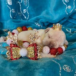 French Bulldog Puppies from Texas Star Frenchies