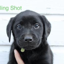 6th Pick Black - Black male Labrador Retriever puppy in Tomahawk, Wisconsin from Mahner Labs