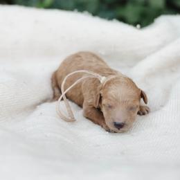 Cavapoo and Poodle Puppies from Puppy Buddy USA